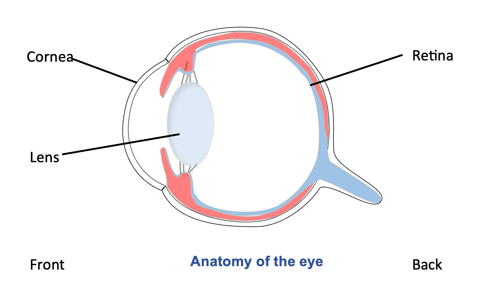 Anatomy of the eye