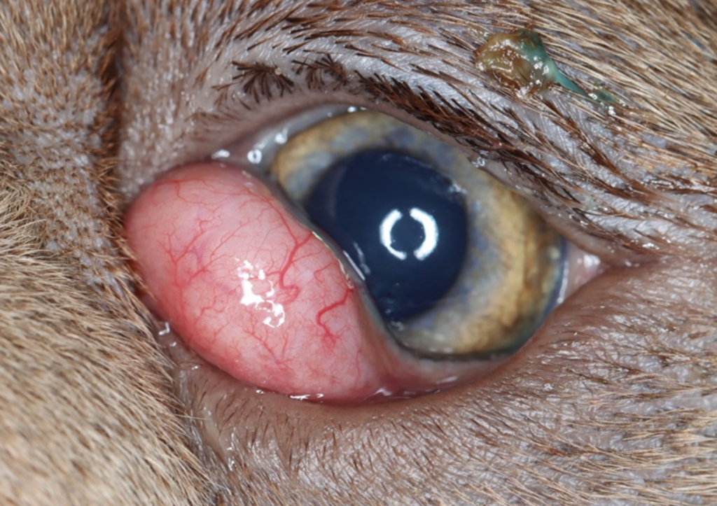 Cherry Eye