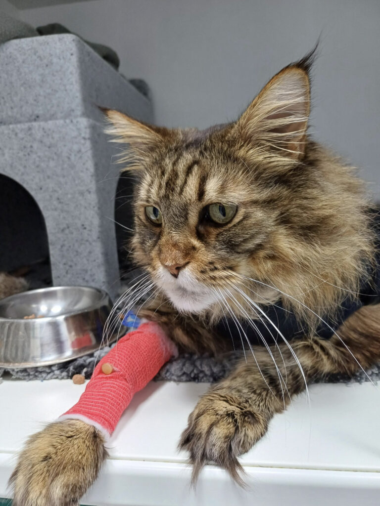 Freddie’s Journey Through Enteropathy, Steroid Dependence and Now Diabetes