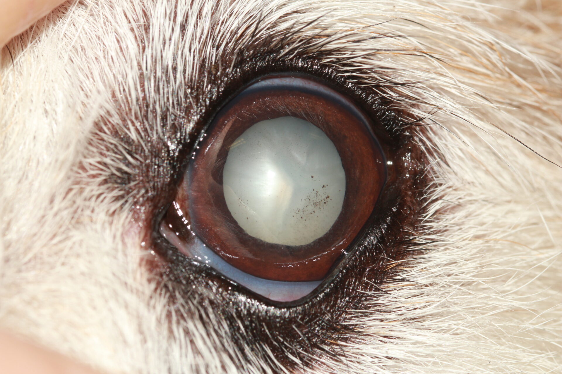 Close-up of a diabetic cataract with lens-induced uveitis in a dog's eye