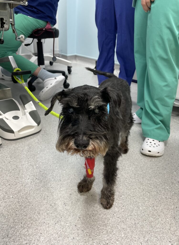 Miniature Schnauzer with bilateral cataracts waiting for surgery at South East Vet Referrals
