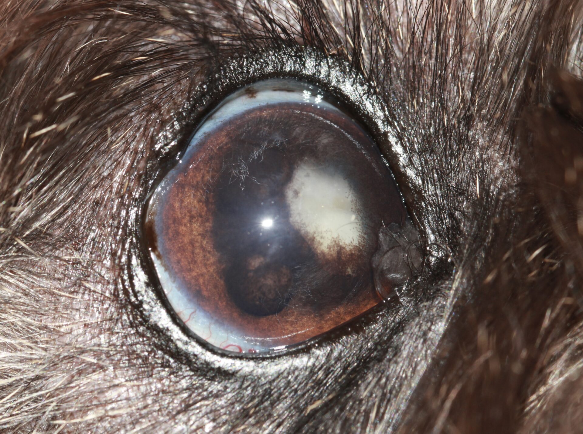 Severe lens-induced uveitis in a canine eye, a consequence of delayed cataract referral