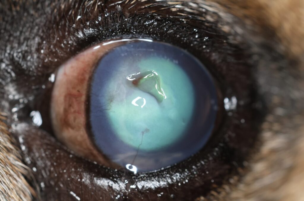 Deep corneal ulcer in a dog at significant stromal depth