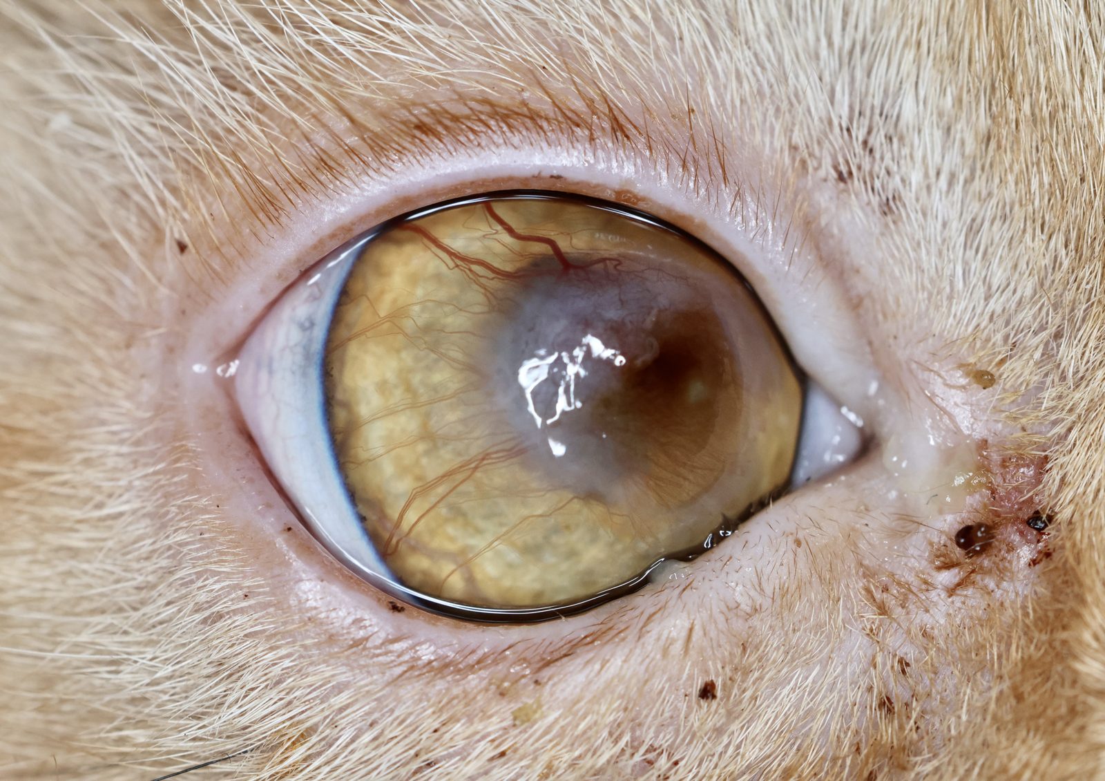 Feline corneal sequestrum, an amber to black plaque of necrotic cornea in a cat
