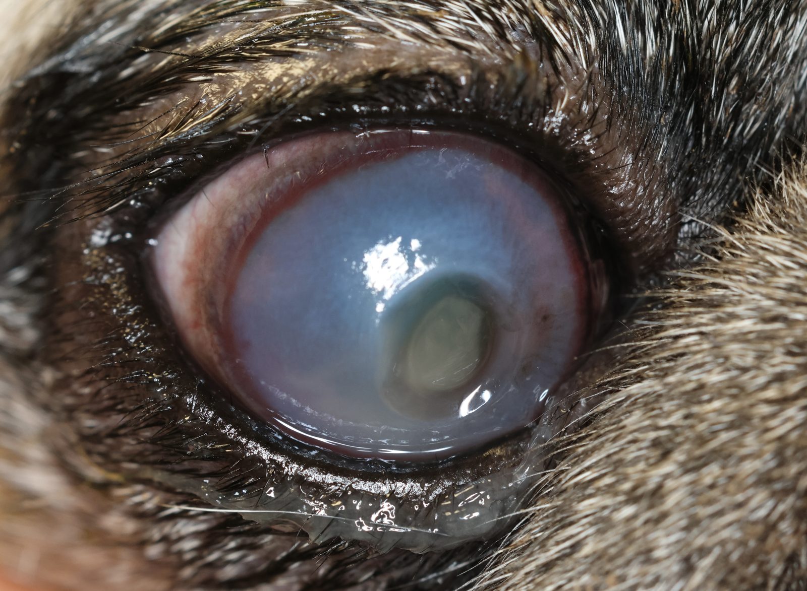 Melting corneal ulcer in a dog, cornea soft from enzymatic liquefaction