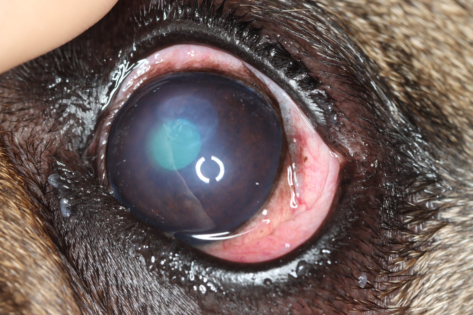 Spontaneous chronic corneal epithelial defect (SCCED), indolent ulcer in a dog