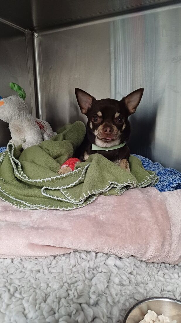 Ace the chihuahua, a foreign body nasal case referred to South East Vet Referrals