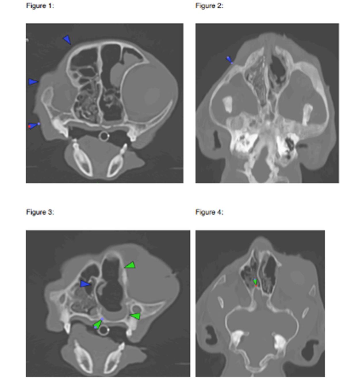 CT scan at South East Vet Referrals showing destructive chronic rhinitis in a cat, with loss of normal nasal anatomy