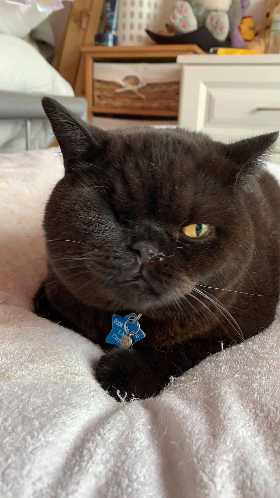 Nelson the cat, a chronic destructive rhinitis case referred to South East Vet Referrals
