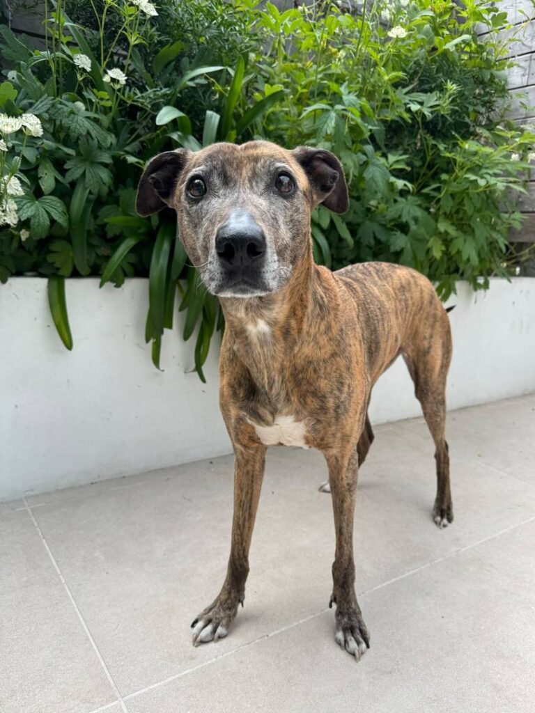 Sylvie, an 11-year-old rescue Lurcher, after cataract surgery at South East Vet Referrals