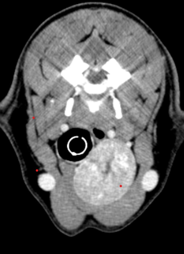 CT scan showing a thyroid tumour, marked in red, in an oncology referral patient at South East Vet Referrals