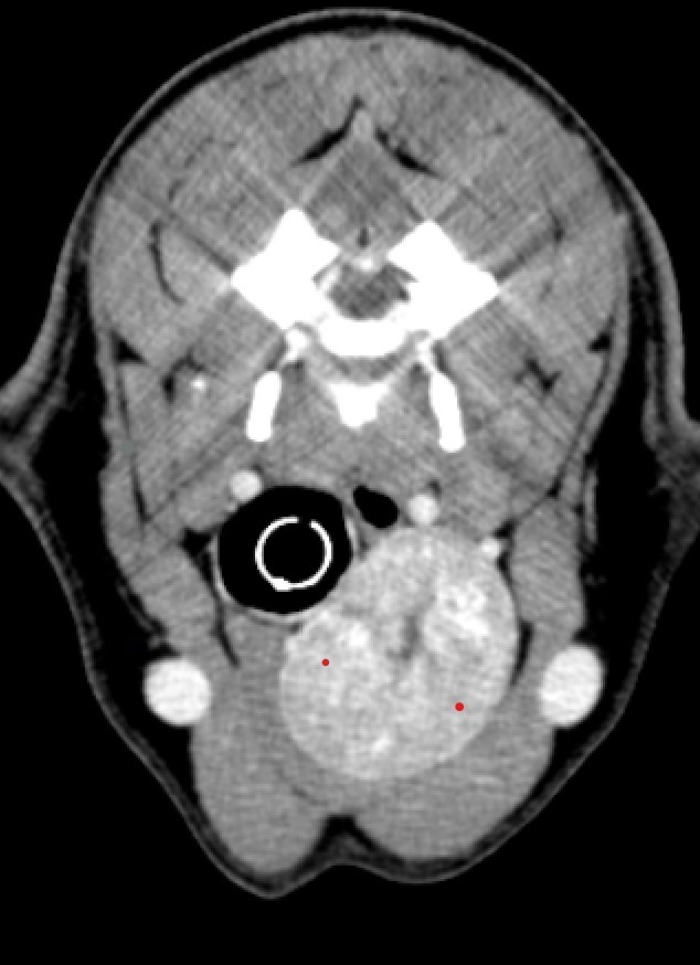 Transverse CT scan of a dog showing a thyroid tumour, marked in red